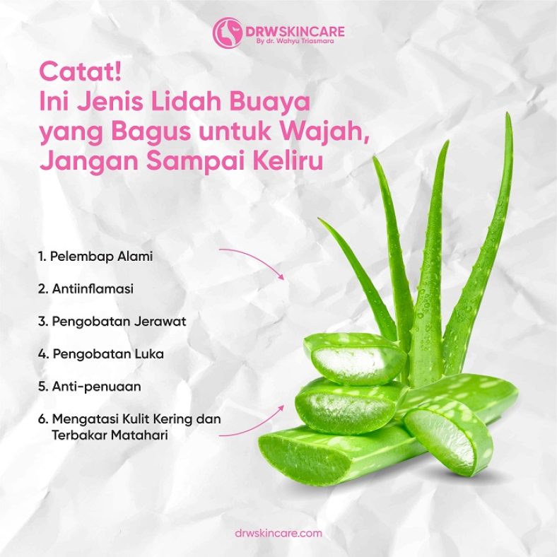 Catat! Ini Jenis Lidah Buaya yang Bagus untuk Wajah, Jangan Sampai Keliru